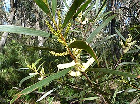 Acacia obtusifolia 1.jpg