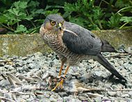 Eurasian sparrowhawk Accipiter nisus kill.jpg