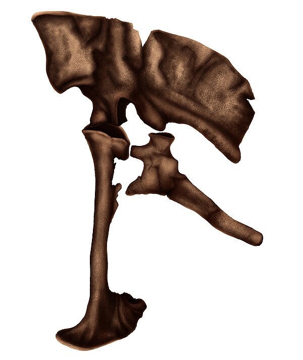 Illustration of the pelvis