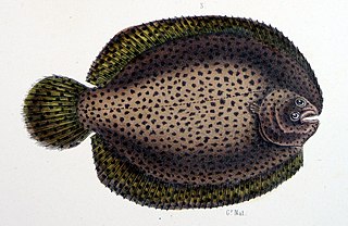 <i>Achirus achirus</i> Species of fish