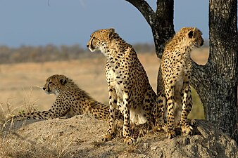 A cheetah family stares at their surrounds