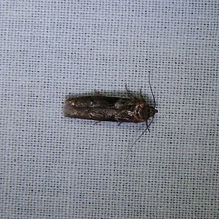 <i>Blastobasis glandulella</i> Species of moth