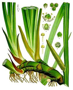 Acorus calamus - Köhler-s Medizinal-Pflanzen-006.jpg