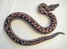 Мадагаскарский удав Дюмериля (Acrantophis dumerili)