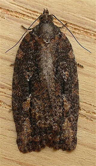 <i>Acropolitis excelsa</i> Species of moth