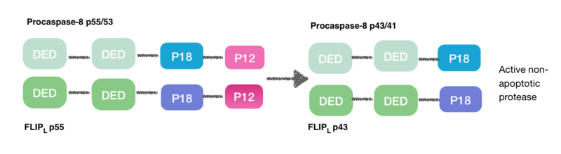 File:Active non-apoptotic protease.png