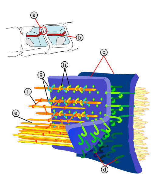 File:Adherens Junctions structural proteins-LangNeutral.svg