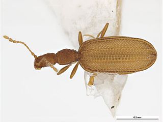 <i>Adistemia</i> Genus of beetles