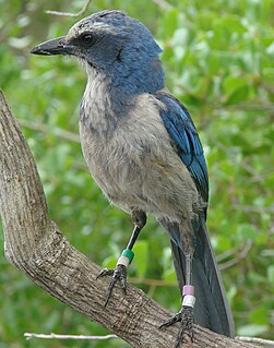 Florida scrub jay (Aphelocoma coerulescens)