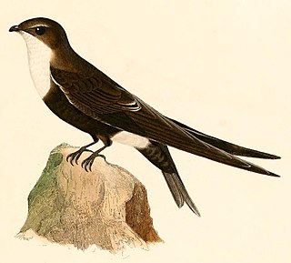 <span class="mw-page-title-main">White-tipped swift</span> Species of bird