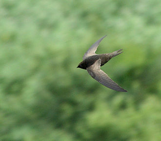 From a spot at the top of a cliff at Hlokozi, KwaZulu-Natal, South Africa African Black Swift (Apus barbatus) in flight, above and side view.jpg