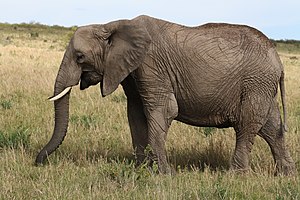 Rüsseltiere: Merkmale, Verbreitung, Lebensweise und Ökologie