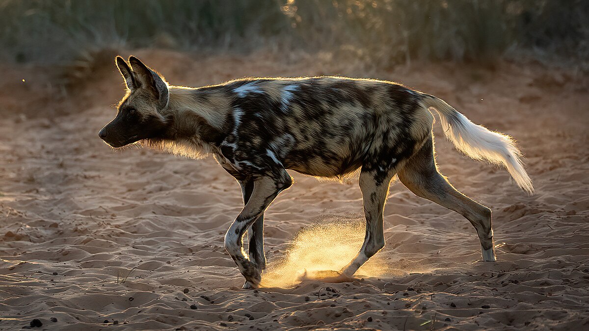 Hollywood Dog Xxx - African wild dog - Wikipedia