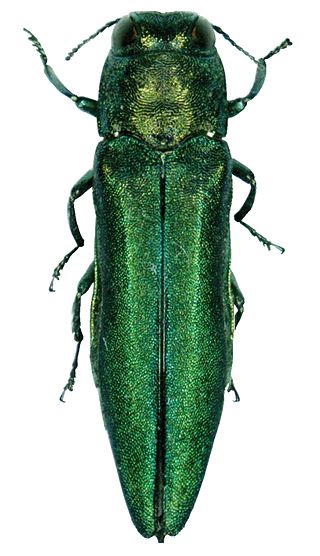 <span class="mw-page-title-main">Emerald ash borer</span> Species of beetle