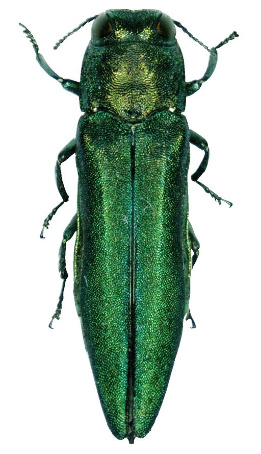 Agrilus planipennis 001