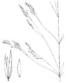 Agrostis scabra HC-1950.png