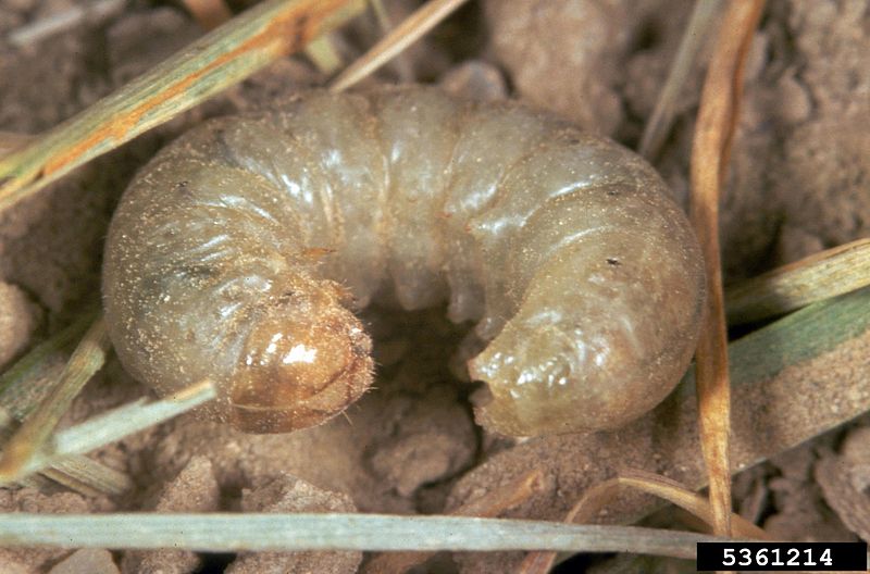 File:Agrotis orthogonia.jpg