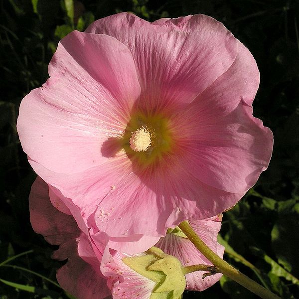 File:Alcea rosea20100910 027.jpg