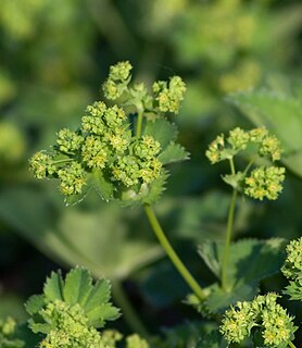 <i>Alchemilla monticola</i> Species of flowering plant