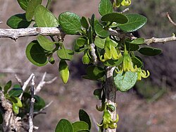 Espanjankoisio (Withania frutescens)