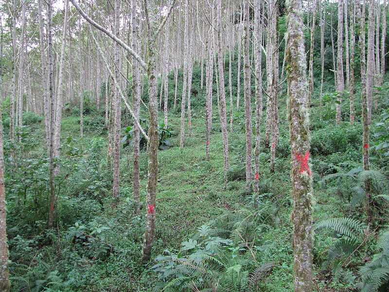 File:Alnus acuminata.jpg