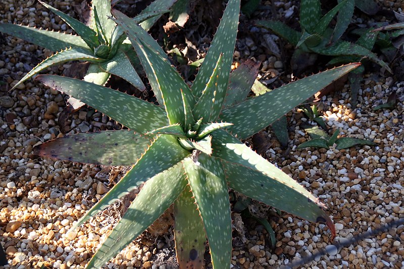 File:Aloe ammophila 0zz.jpg