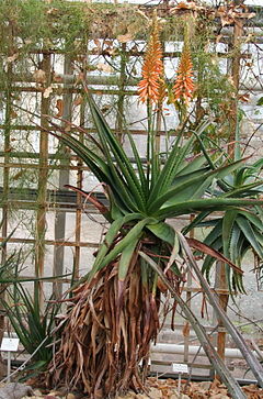 Aloe Lutescens: Plant spesie