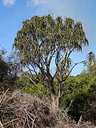 Aloidendron tongaense