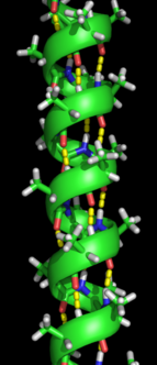 The alpha helix spiral formation Alpha helix.png