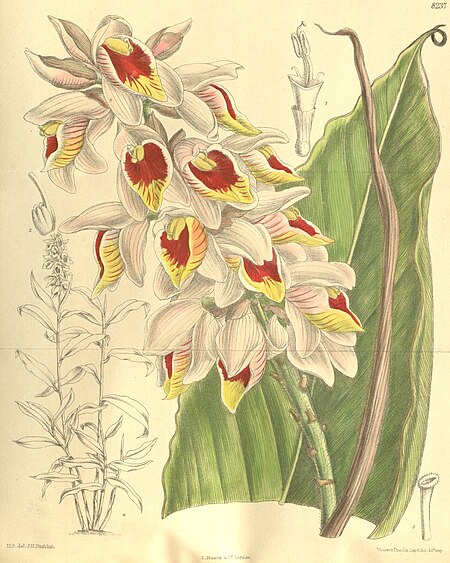 Alpinia_roxburghii