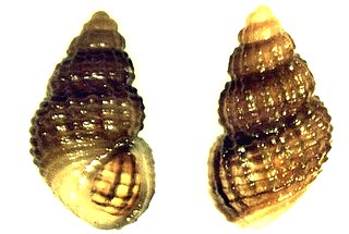 <i>Alvania mediolittoralis</i> Species of gastropod