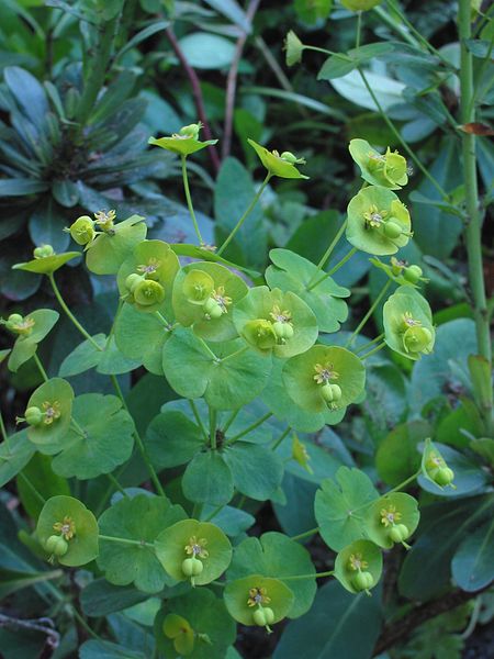 File:Amandelwolfsmelk Euphorbia amygdaloïdes 'Robbiae' closeup.jpg