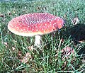 Amanita muscaria