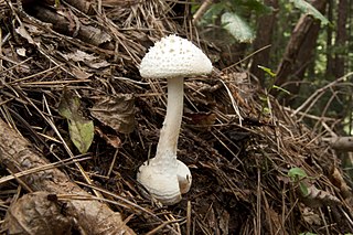 <i>Amanita sphaerobulbosa</i> Species of fungus