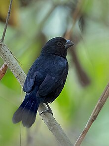 Amaurospiza concolor Blue Seedeater; Turrialba, Costa Rica.jpg