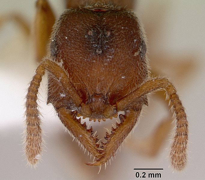 File:Amblyopone silvestrii casent0172225 head 1.jpg