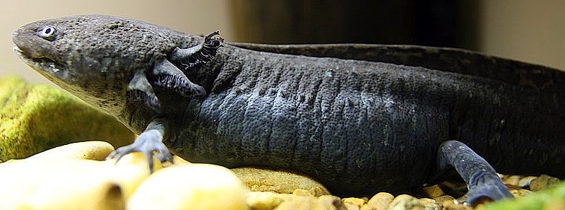 File:Ambystoma mexicanum 1zz.jpg