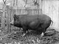 Thumbnail for List of North American pig breeds