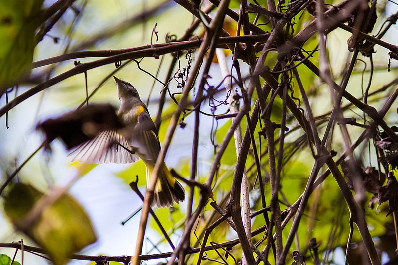 File:American redstart (37341985401).jpg