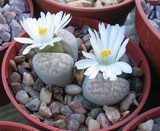 <span class="mw-page-title-main">Lithops amicorum</span> Subspecies of succulent