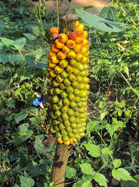 Tập_tin:Amorphophallus_Sylvaticus_02.JPG