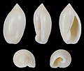 * Nomination Shell of an Ancillariid, Ancilla ventricosa fulva --Llez 05:46, 17 March 2022 (UTC) * Promotion  Support Good quality.--Famberhorst 06:04, 17 March 2022 (UTC)
