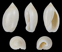 Ancilla ventricosa fulva Ancilla ventricosa fulva 01.jpg