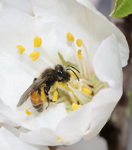 File:Andrena krausiella female 1.jpg