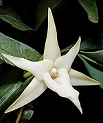 Angraecum sesquipedale