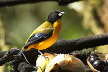 Anisognathus notabilis -Ecuador-8.jpg