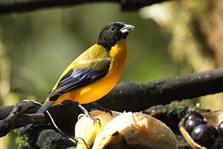 <span class="mw-page-title-main">Black-chinned mountain tanager</span> Species of bird