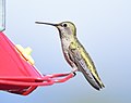 Thumbnail for File:Anna's Hummingbird, Washington State 02.jpg