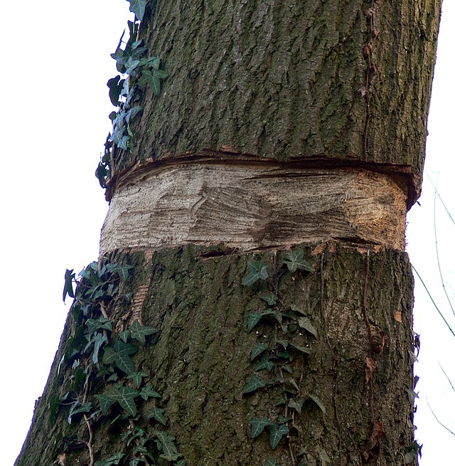 Tree Rope Wood White/Nat L