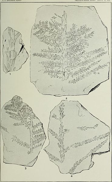 File:Annual report of the United States Geological Survey to the Secretary of the Interior (1898) (14782724595).jpg
